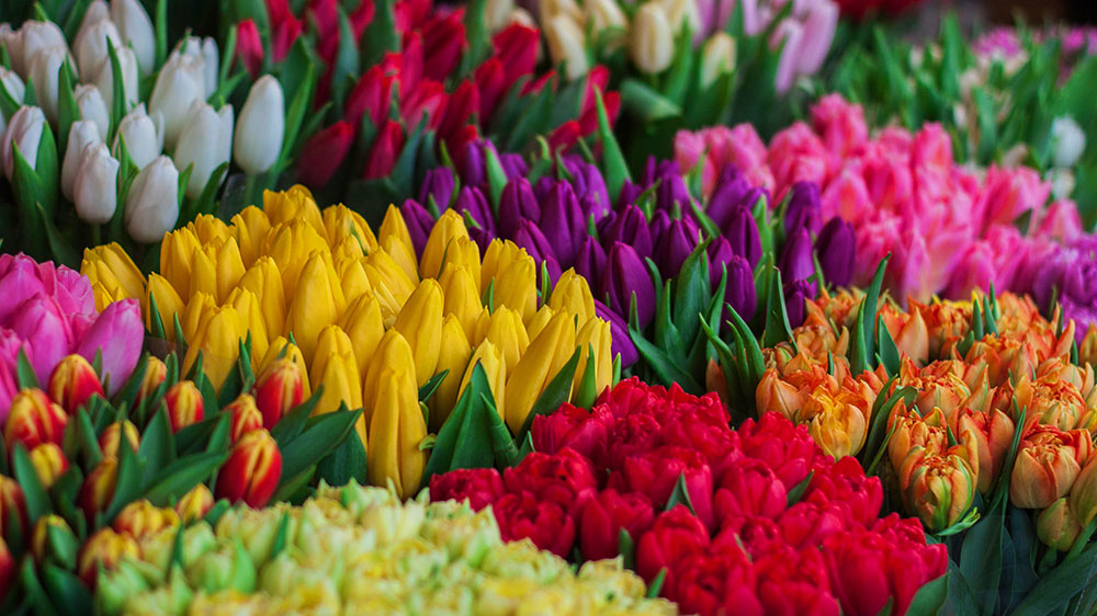 A vibrant display of multicolored tulips in full bloom, representing the blossoming and diverse potentials available during the Aries New Moon in April 2024.