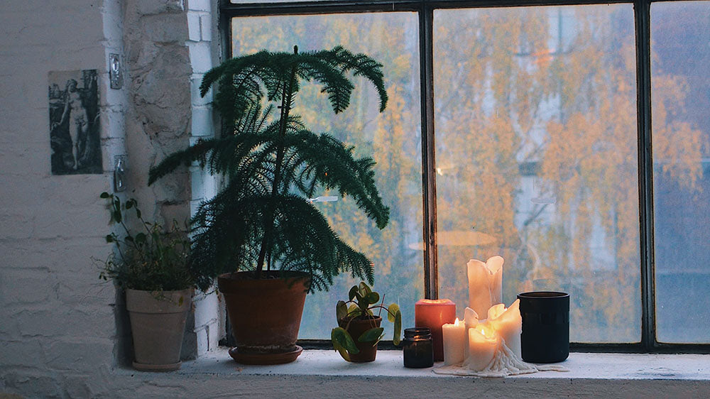 An image of windowsill full of potted plants and candles illuminating the Snow Moon