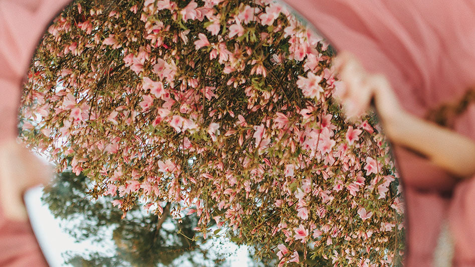 Delicate pink blossoms reflecting in a mirror with hints of a pink fabric, representing Aphrodite's enduring legacy.