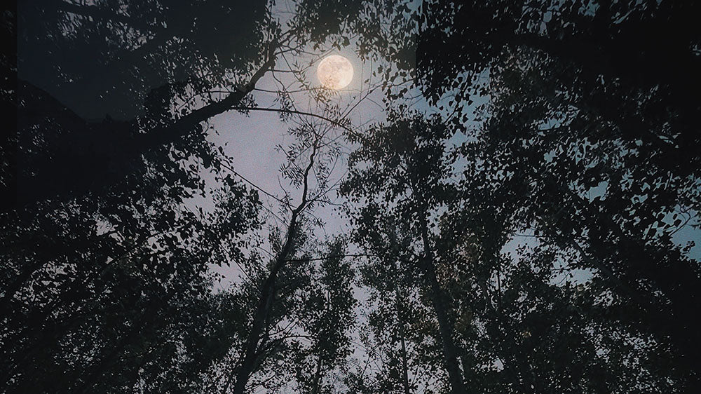 A view from below of the full moon peeking through a silhouette of tree branches against a twilight sky, evoking the mystery and tranquility of a forest at night.