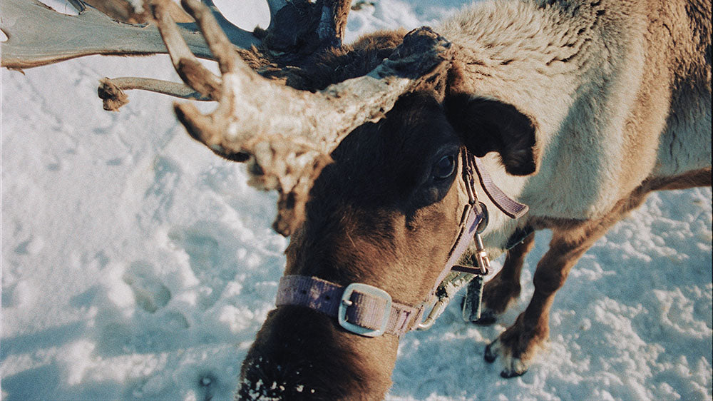 An up-close perspective of a reindeer in a snowy landscape, wearing a harness, capturing the essence of winter spirit animals and their connection to nature.