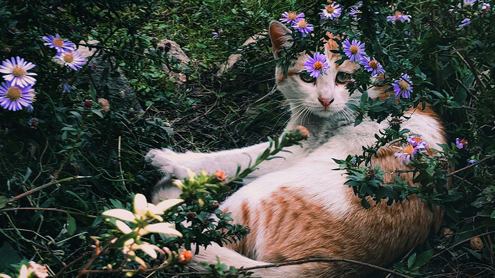 A serene ginger and white cat lying in a garden surrounded by purple flowers, conveying the essence of a fairy-tale scene.