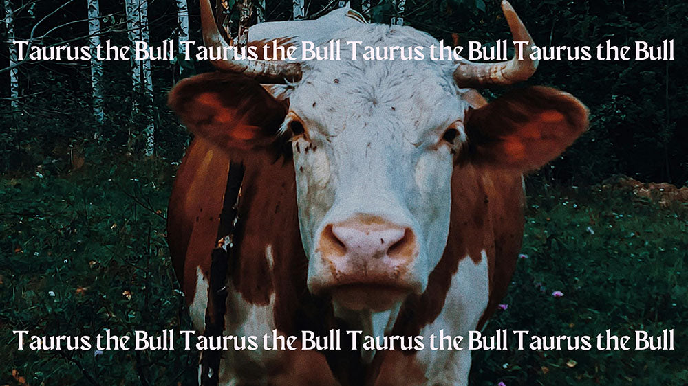 A close-up of a calm, brown and white cow in a forest setting, with the phrase "Taurus the Bull" repeated multiple times.