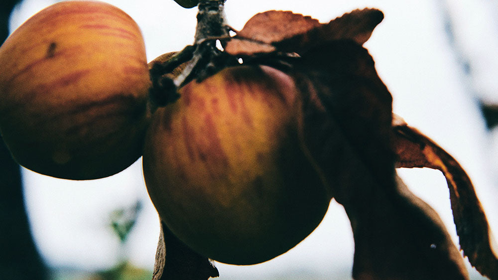 The photo captures two ripening apples hanging on a tree; they are predominantly red with a touch of yellow-green. Their surfaces are smooth with some speckling, and there are withered brown leaves attached to the stems, set against a blurred background.