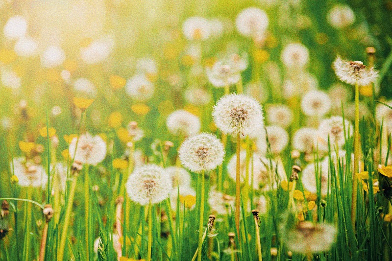 A field abundantly filled with dandelions in their cypsela stage, signifying the preparation and groundwork stage of a manifestation journey, akin to dandelions preparing to disperse their seeds and propagate new life.
