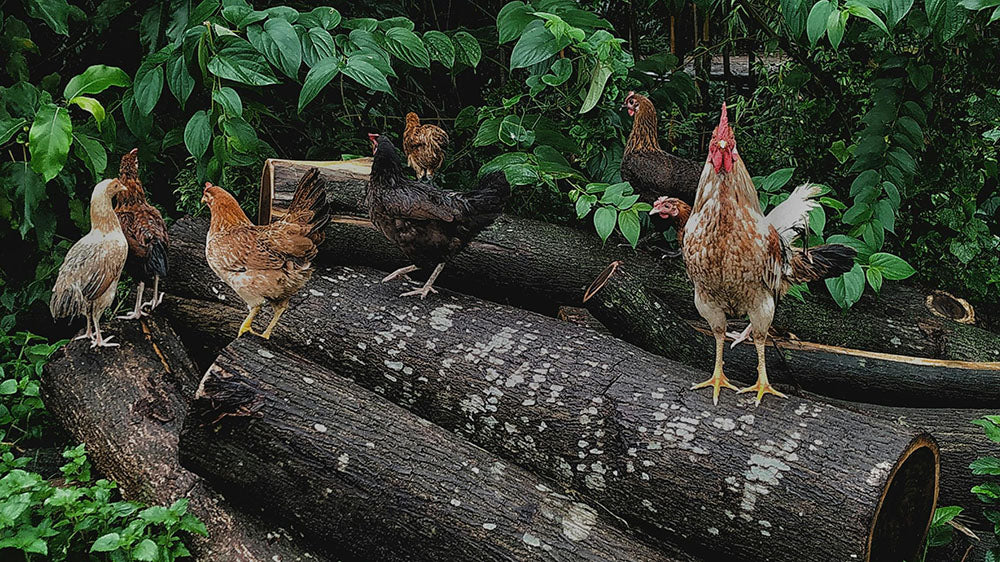 A group of chickens perched on a fallen log in a lush green setting, evoking the themes of natural order and community associated with the New Moon/Solar Eclipse in Aries.