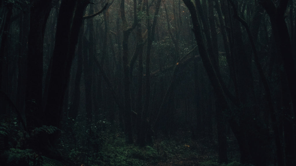 A dense and misty forest under the cover of twilight, evoking a sense of mystery and the mystical presence of Hekate, the goddess associated with the magic of the night and the untamed aspects of nature.