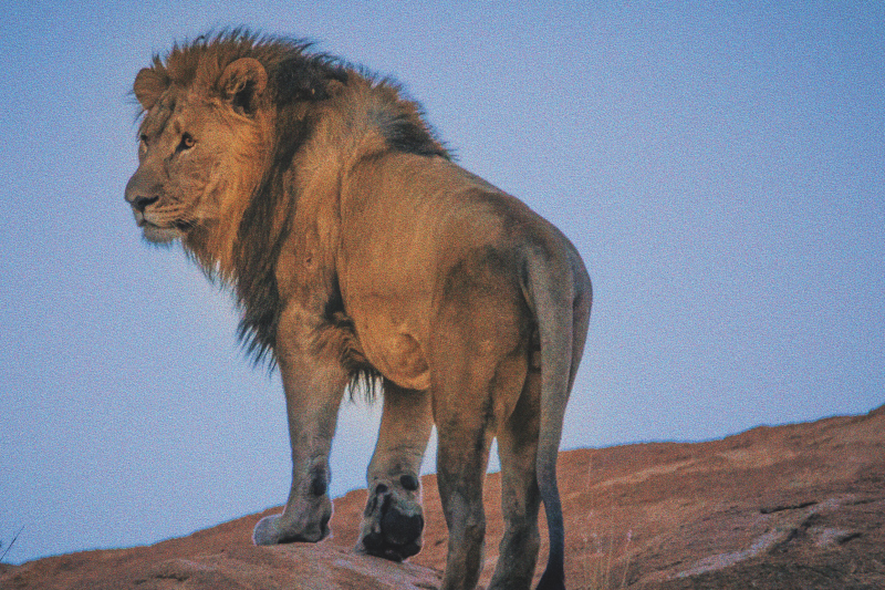 An image of a male Lion in the blue light of dusk staring at the viewer over his shoulder symbolizing the majesty of the Zodiac sign Leo.