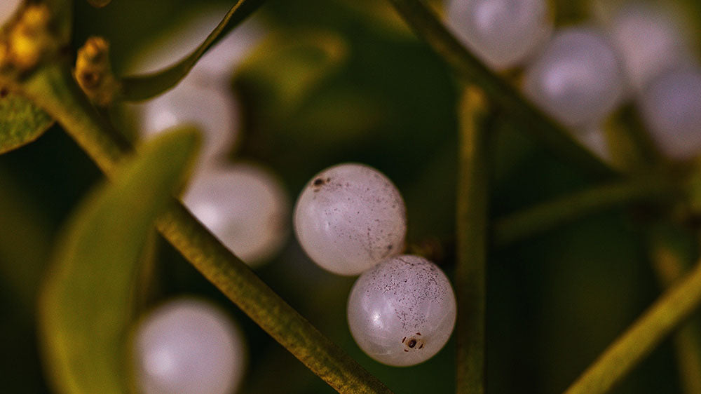 A macro shot of small, translucent white mistletoe berries clustered on a branch amidst narrow, green leaves. The berries are nearly spherical with visible speckles, and the background is a soft, out-of-focus green, highlighting the delicate details of the berries.