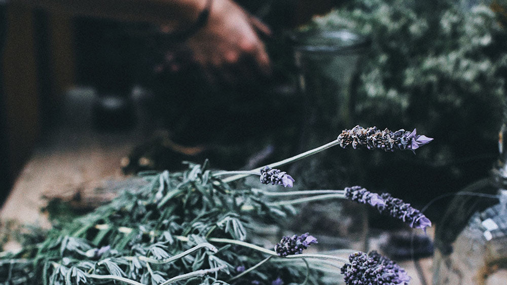Amidst the quiet reflection that the Full Mourning Moon in November invites, this image captures the essence of natural correspondences that align with the lunar energy. Sprigs of lavender, with their calming scent and delicate purple flowers, lie in the foreground, a symbol of tranquility and cleansing. In the background, soft-focused hands work with green herbs, evoking the preparation of rituals or remedies, blending the physical with the spiritual under the moon's introspective glow.
