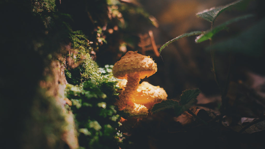 an image of two lone fuzzy orange mushrooms on a mossy log in a forest.