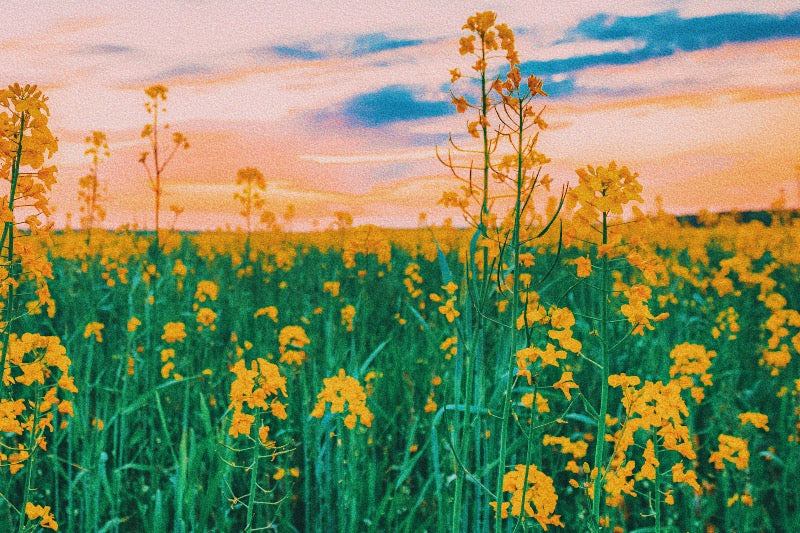 vibrant yellow flower field bathed in the warm hues of a candy-colored sunset, representing the concept of navigating obstacles and overcoming challenges in the manifestation journey.