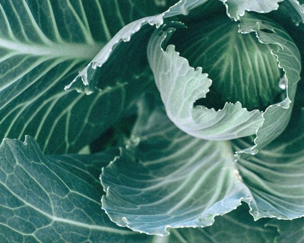 Close-up of a fresh cabbage leaf with dew drops, symbolizing growth and the nurturing of new ideas in the Quickening New Moon.