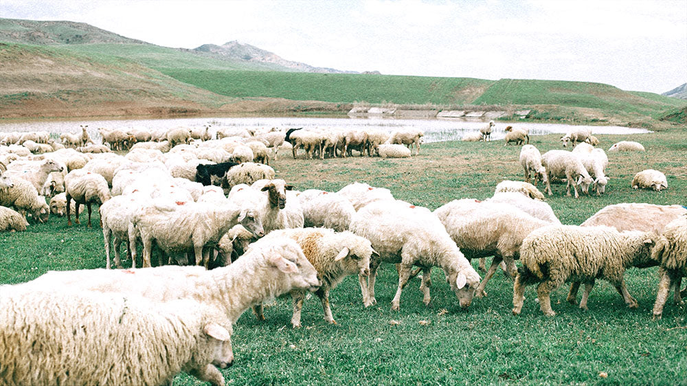 Flock of sheep grazing on a lush green field, representing the communal and social aspects of Aquarius during the new moon.