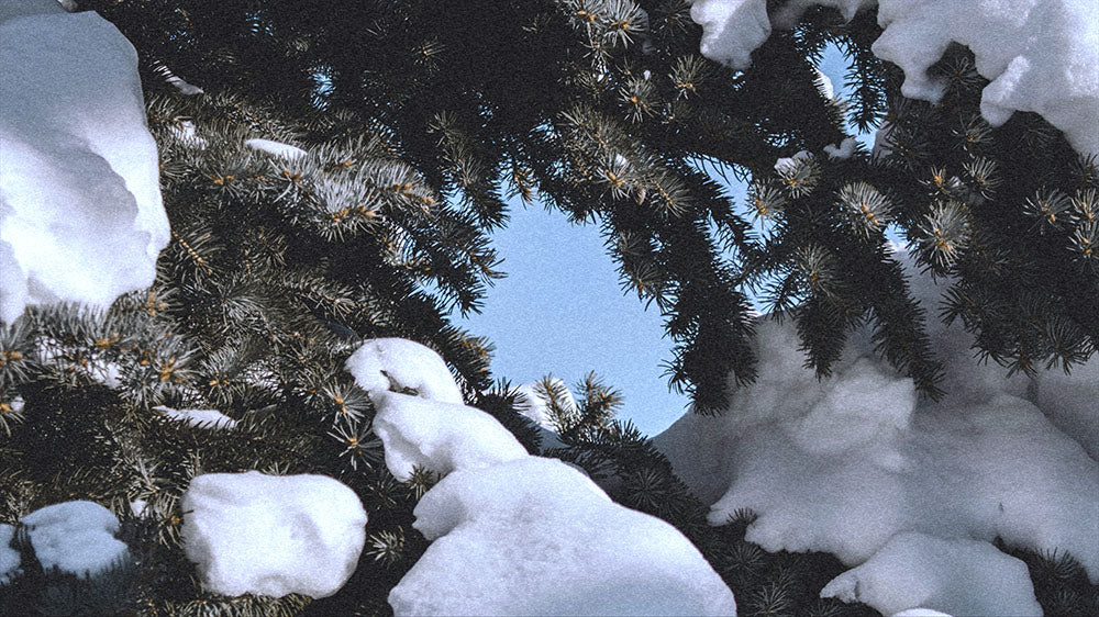 Close-up of snow-covered fir branches against a clear sky, symbolizing the stillness and clarity during the Aquarius New Moon.