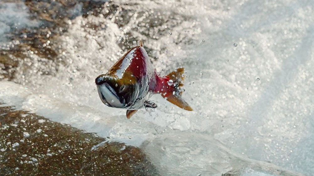 Embrace the Piscean theme of perseverance with an image of a salmon leaping upstream, embodying the strength to overcome obstacles and swim towards higher consciousness, much like the journey we undertake during the New Seed Moon in Pisces.