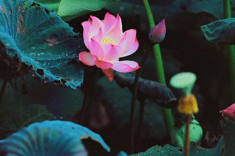 Vibrant Pink Lotus Flower Amidst Deep-Hued Leaves: Exploring Offerings and Celebrations for Guan Yin Worship