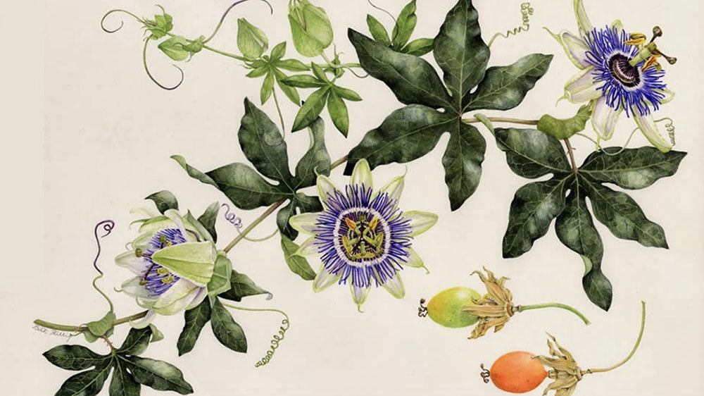 An illustration of Passiflora incarnata, also known as passionflower, displaying its intricate purple and white flowers, lush green leaves, and coiling tendrils, alongside its fruit, representing the plant's calming properties in herbal medicine.