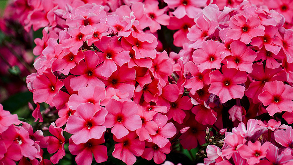 A lush cluster of vibrant pink phlox flowers in full bloom, symbolizing the abundance and vitality of the spring season.