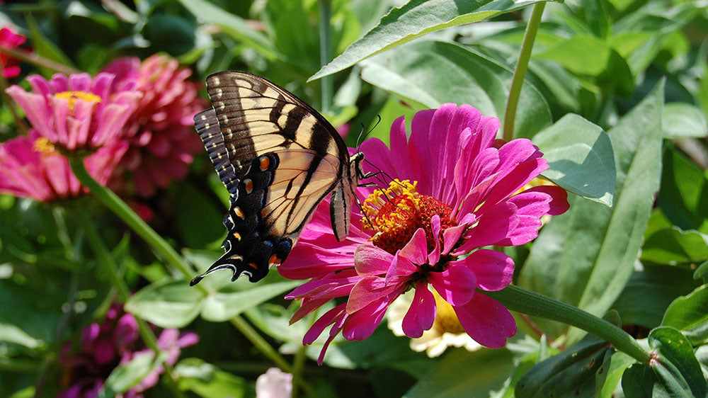 A beautiful swallowtail butterfly with black and yellow markings perched delicately on a vibrant pink zinnia flower amid a green garden, symbolizing transformation and the blooming of nature.