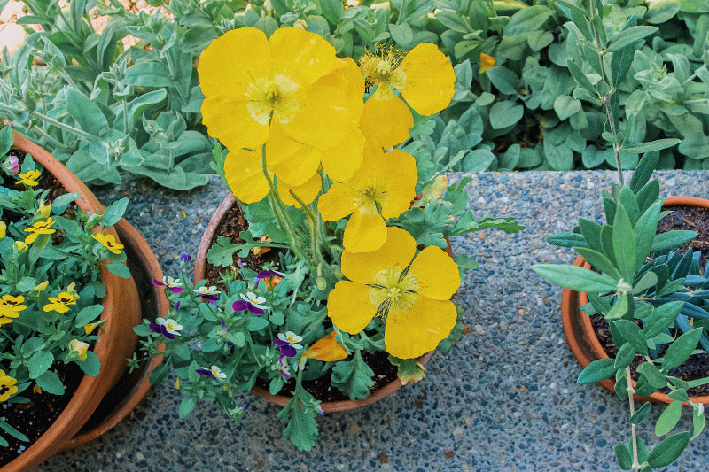 Terra cotta pots filled with vibrant flowers on a front porch, illustrating 'Symbolic Plant Suggestions for Your Personal Goals' in the guide to self-manifestation through gardening.