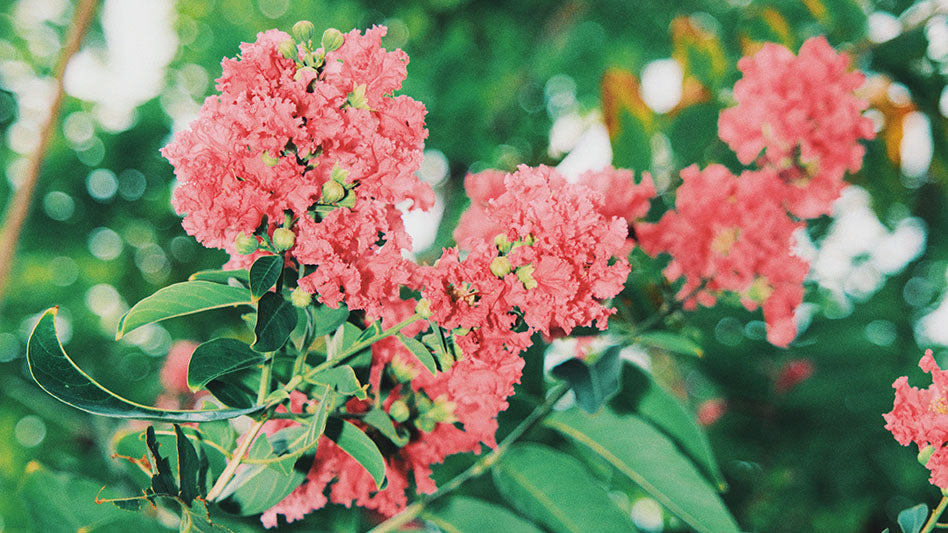 Lush pink blooms on green foliage, symbolizing plants historically associated with Aphrodite.