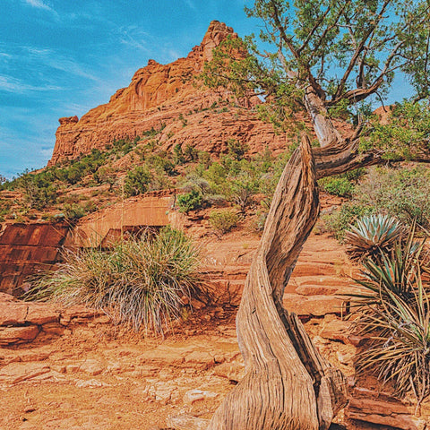Sedona Arizona Energy Vortexes Twisted Juniper Trees