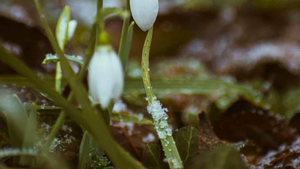 Image of a delicate snowdrop flower with a slender stem, dusted with a light coating of snow, symbolizing the purity and clarity brought by the Snow Moon in Virgo.