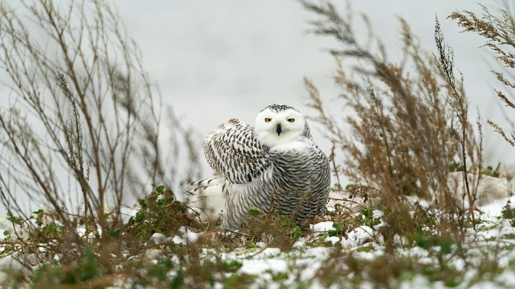 An exquisite Snowy Owl is perched gracefully amidst a wintery scene, with soft remnants of snow covering the ground. The owl's feathers are beautifully patterned with black and white markings that provide camouflage in the snowy environment.