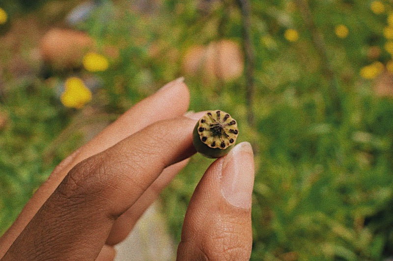 Close-up of a hand delicately holding a seed, symbolizing the beginning of the 'Sowing with Purpose' process in the guide to magical self-manifestation.