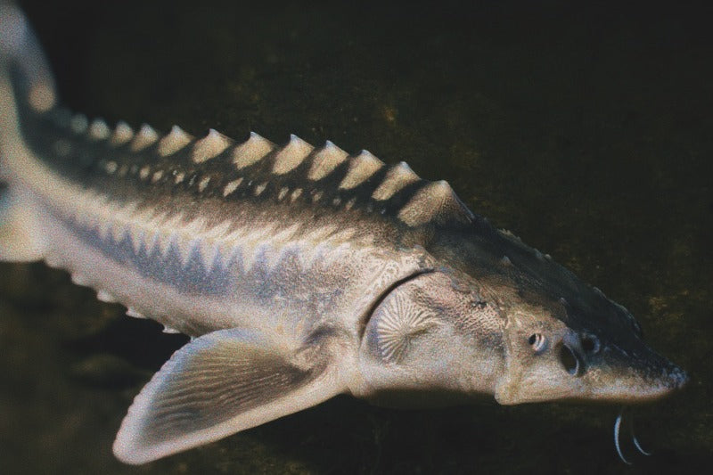 A Sturgeon fish serenely glides through the bottom of a freshwater lake on the night of the Sturgeon New Moon