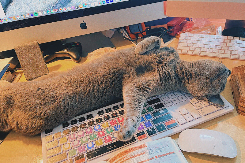 Russian Blue cat sprawled on a computer keyboard, symbolizing work chaos during Mercury retrograde experiences, highlighting the impact of retrograde on daily life and productivity.