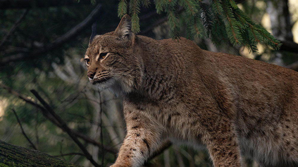 A close-up photograph of a European lynx perched on a branch in a forest, representing natural poise and the wild grace of a hunter.
