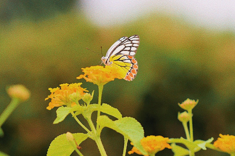 A butterfly delicately perched on a yellow flower, illustrating the transformation and growth possible with the 10-minute manifestation routine, just as a butterfly emerges after its time in a cocoon