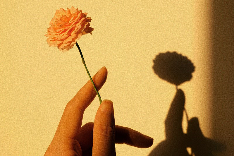 Hand holding carnation with shadow - Unseen Self and Shadow Work Fundamentals