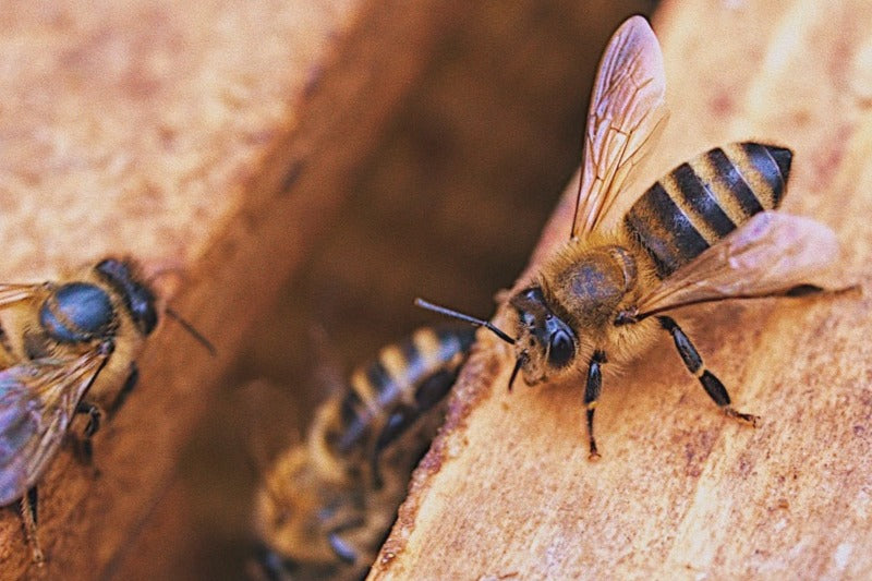 Image of three honeybees relaxing on a wooden frame in a beehive