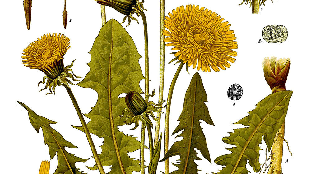 botanical illustration of a dandelion artist unknown