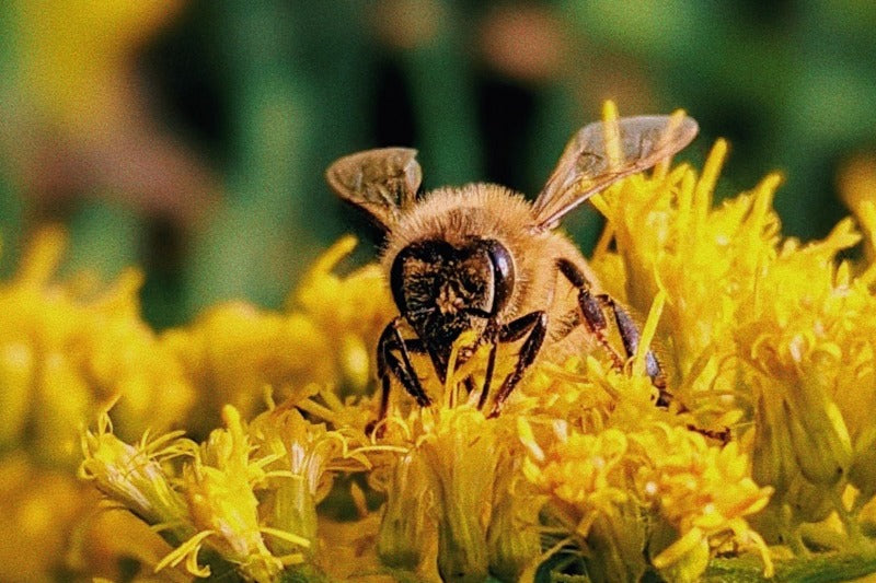 A vibrant honeybee adorned with black and yellow stripes, delicately gathering golden pollen from the center of a radiant yellow flower. This captivating sight embodies the harmony of nature, pollination, and the mystical connection between bees, green witchcraft, and spiritual energies.