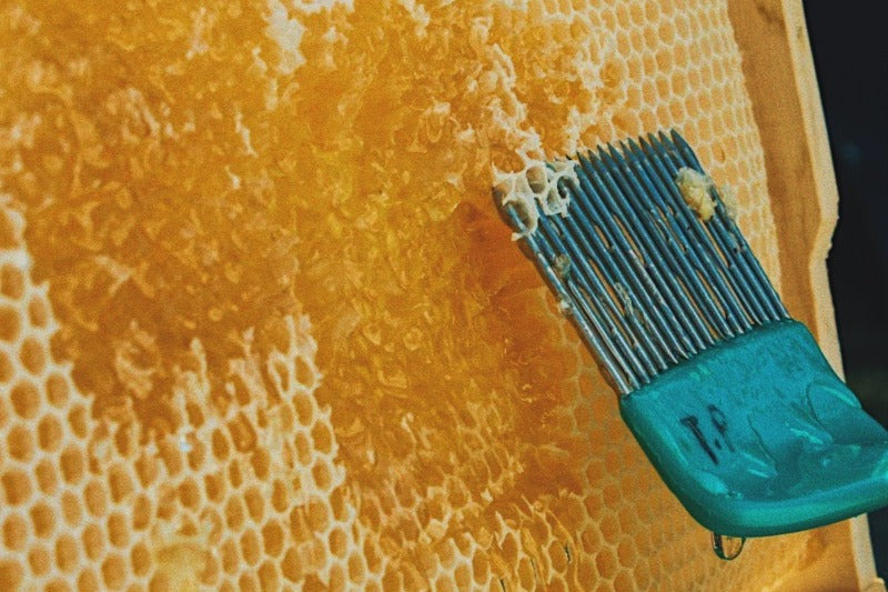 beekeeper using a hive tool to scrape honey and comb off of a frame.