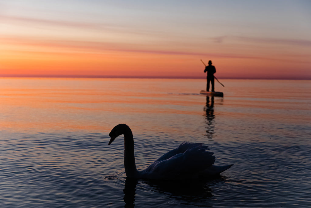 stand up paddle board