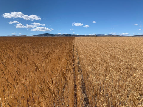 Rouge de Bordeau wheat in the field is higher than modern varieties and has a gorgeous red color