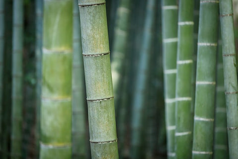 bamboo trees