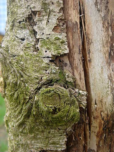 tree bark