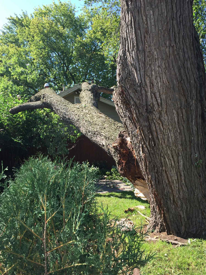 Tree Damage