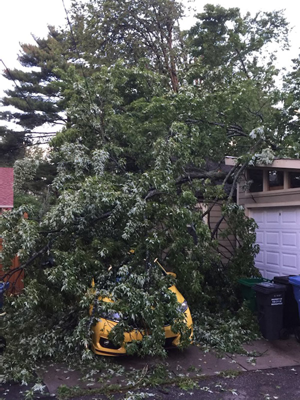 Tree Fall on Car