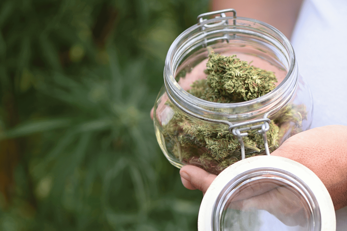 Frau hält Glas in den Händen mit Cannabisblüten drin