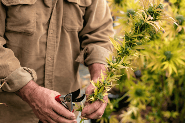 Mann der Cannabis Pflanze beschneidet