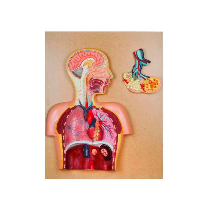 Modelo Sistema Respiratorio — Biomed Instruments