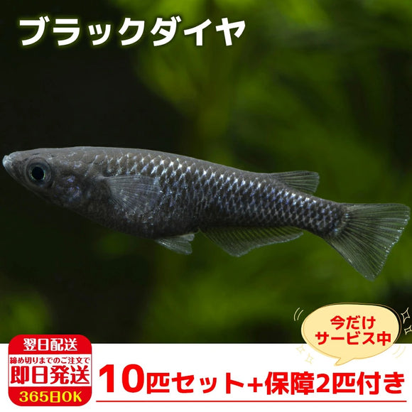 保障2匹付き メダカ ブラックダイヤ 稚魚10匹 送料無料 生体 種類 めだか 成魚 幹之 セット 水草 ラメメダカ ダルマメダカ 餌 めだかの箱庭