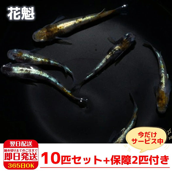 めだかの箱庭 メダカ販売